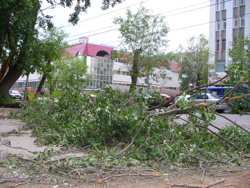В центре Сыктывкара от порывов ветра упало дерево