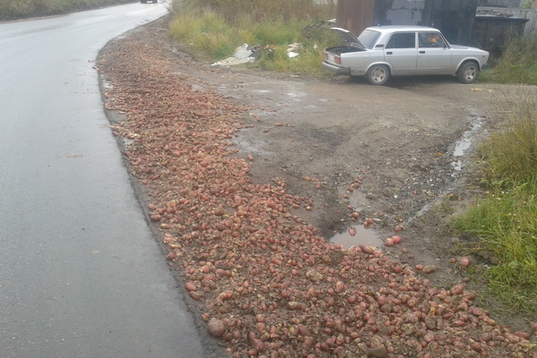4 тонны картофеля рассыпалось на проезжей части